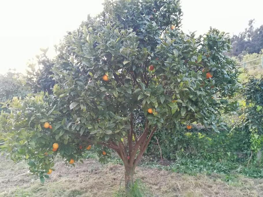 Apartamento En Casa Rural Con Amplio Jardin A 5 Min De La Playa Situacion Inmejorable La Riera  外观 照片